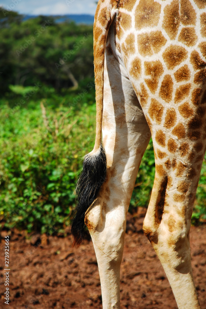 Fototapeta premium One girafe