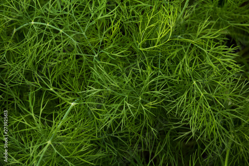 green organic dill in the garden close up for background
