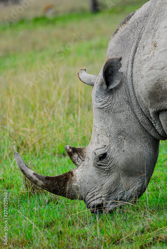 A rhino grazing