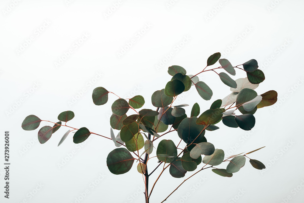 Naklejka bliska zielonych roślin eukaliptusa na białym tle