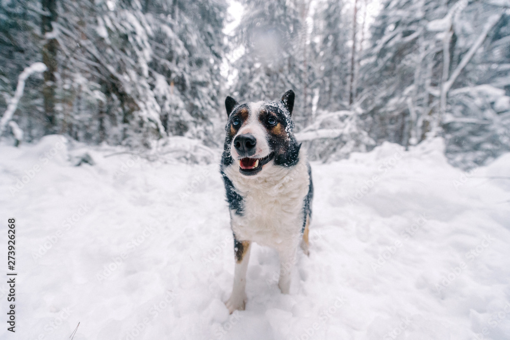 Funny dog in snowy forest.