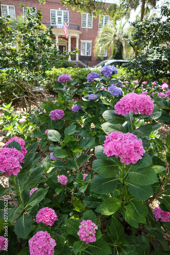 Wallpaper Mural flowers in the garden Torontodigital.ca