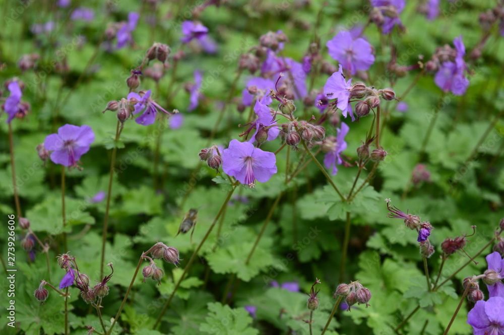 Closeup geranium magnificum called also purple cranesbill with blurred background in garden Closeup geranium magnificum called also purple cranesbill with blurred background in garden