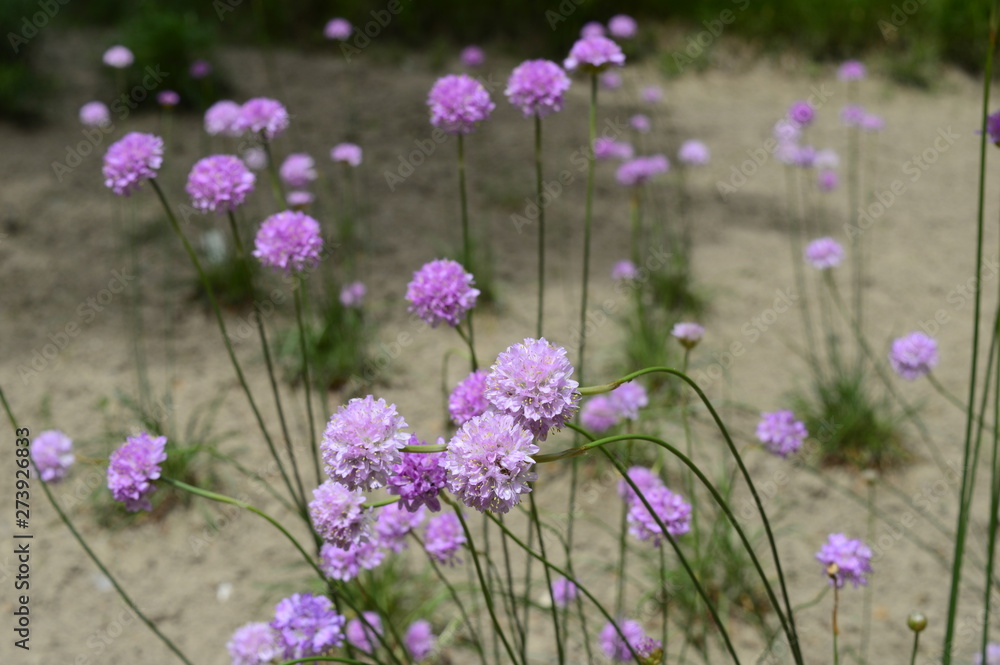 Closeup armeria maritima - pink flower born late spring with blurred background in sand scenery Closeup armeria maritima - pink flower born late spring with blurred background in sand scenery