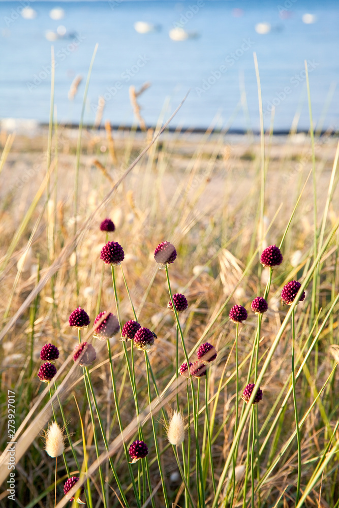 Fototapeta premium Fleurs dans les dunes en bord de mer