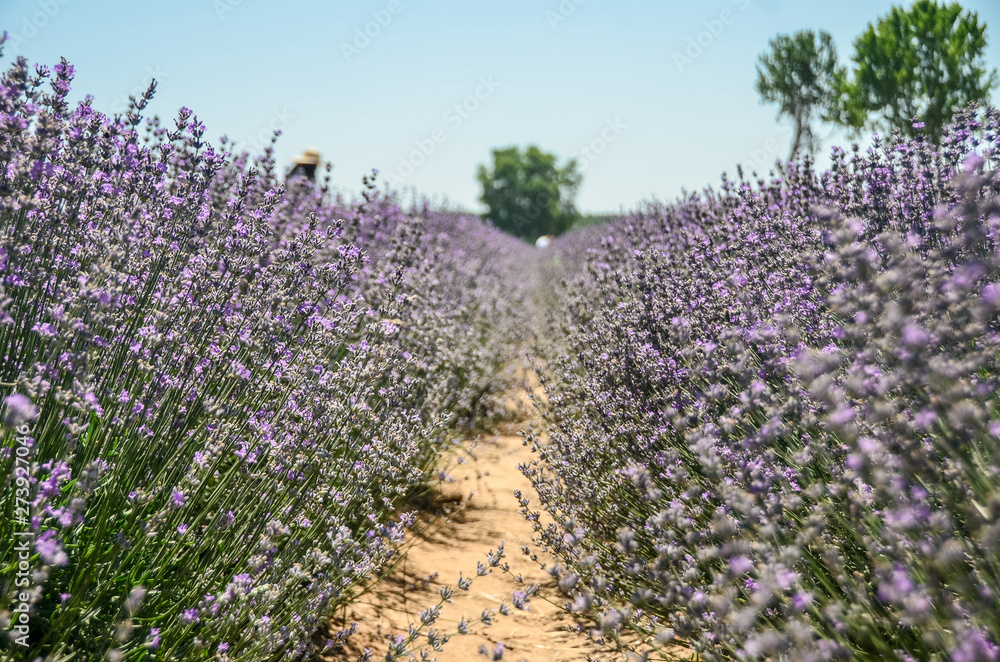 Obraz premium Lavender field in Edirne City, Turkey