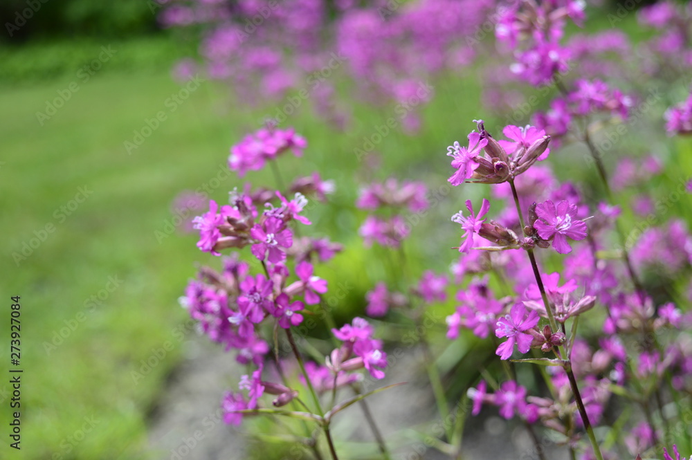 Closeup silene yunnanensis called as campion with smal beuriful purple flowers with blurred background in garden Closeup silene yunnanensis called as campion with smal beuriful purple flowers with blurred background in garden