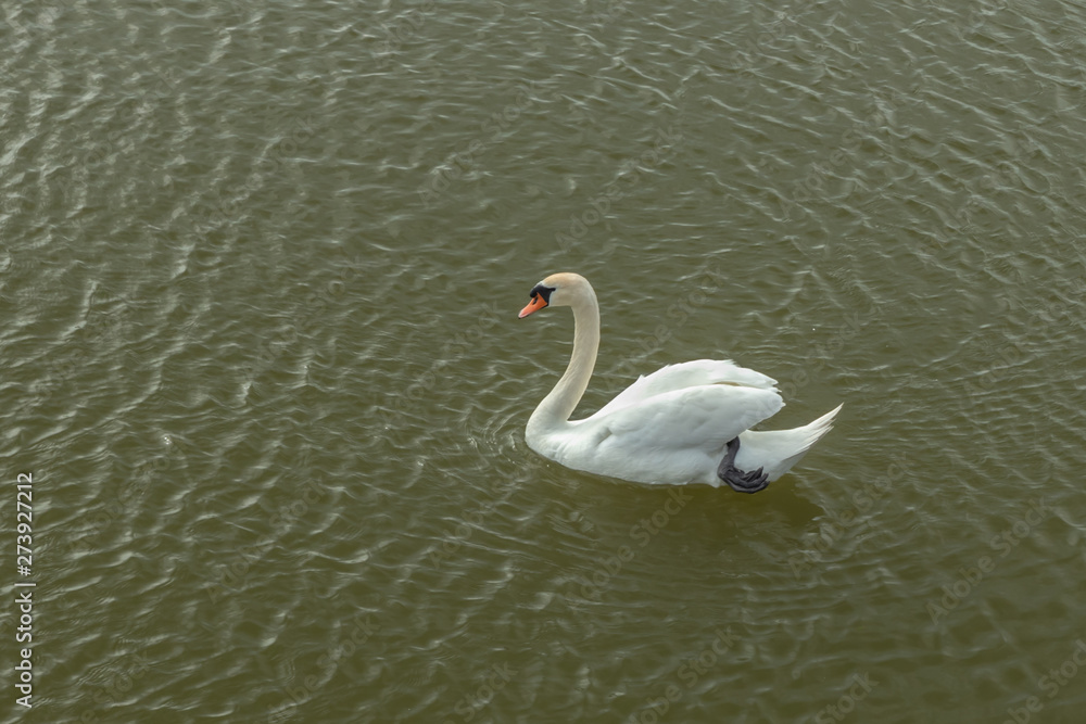 Mute Swan on Toolo bay in Helsinki, Finland Mute Swan on Toolo bay in Helsinki, Finland