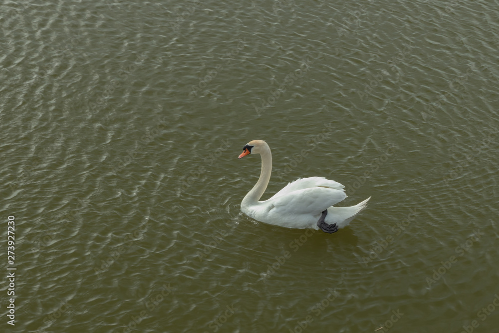 Mute Swan on Toolo bay in Helsinki, Finland Mute Swan on Toolo bay in Helsinki, Finland