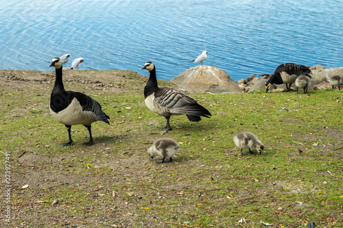 Barnacle gooses and goslings walking on a park embankment in center of Helsinki, Finland