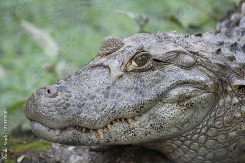 Cocodrile - Argentina - Guiragoa