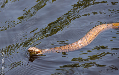 Snake swimming in water. Venomous water moccasin snake swimming in tropical creek water. Outdoor natural setting of wildlife animals. photo