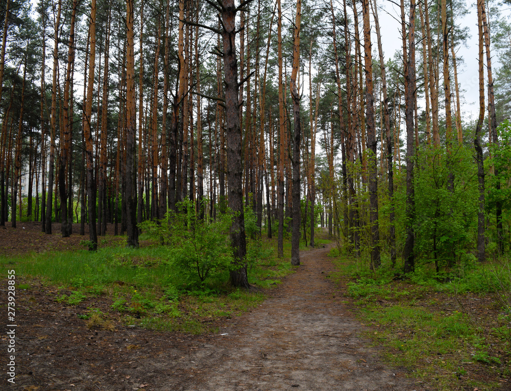 View of the long road in a pine forest.