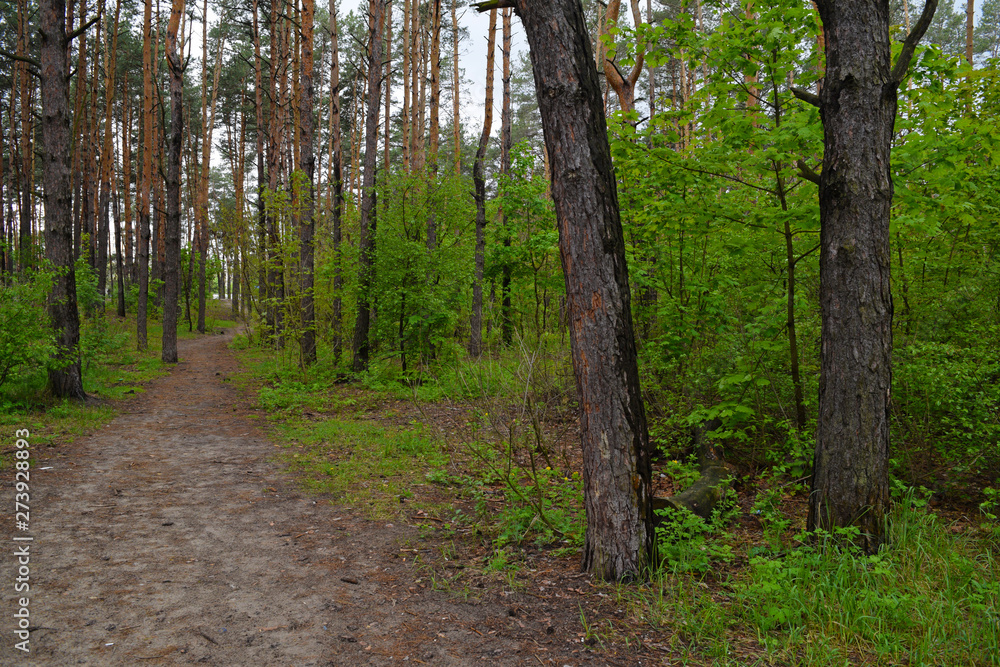 View of the long road in a pine forest.
