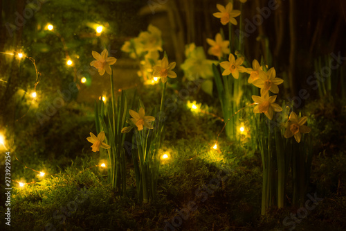 daffodils and fairy lights