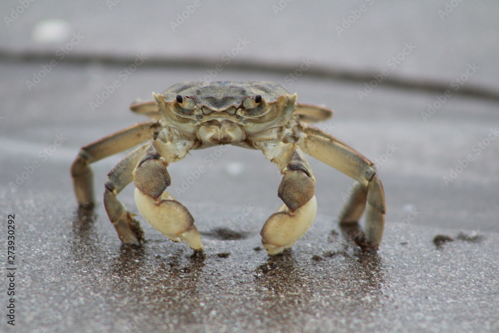 Crab - Cangrejo