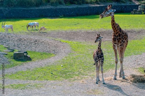 Photography giraffe with baby