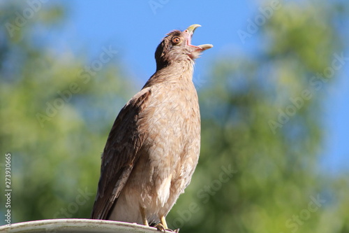 Aguila - Eagle
