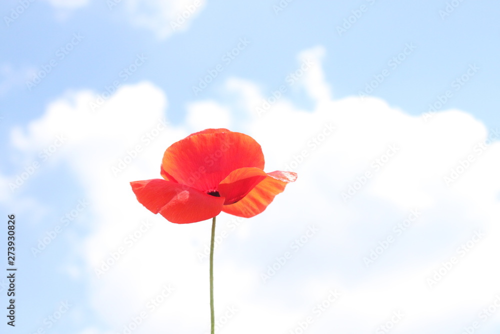Obraz premium Klatschmohn vor dem wolkigen Himmel