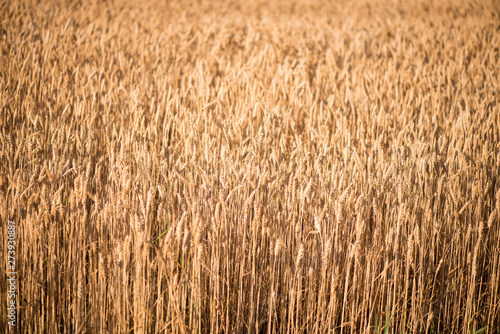 Wallpaper Mural wheat field. beautiful field. spikelets of wheat. wheat harvest Torontodigital.ca