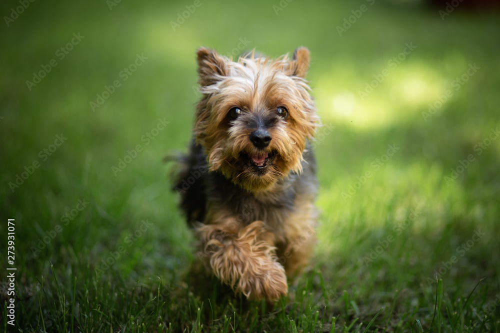 yorkshire terrier yorkshire terrier