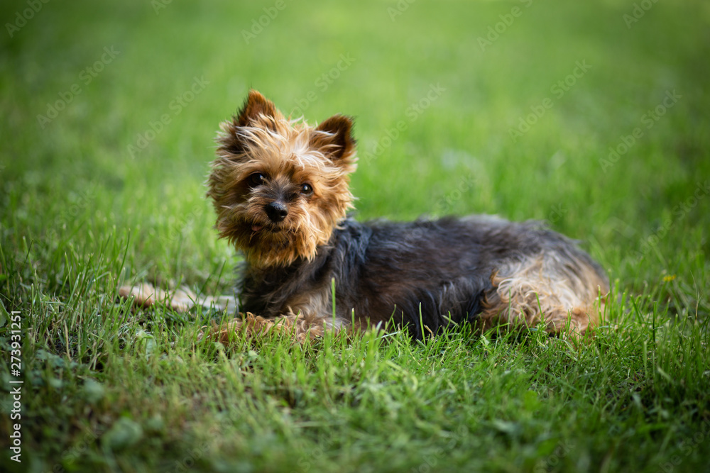 yorkshire terrier yorkshire terrier