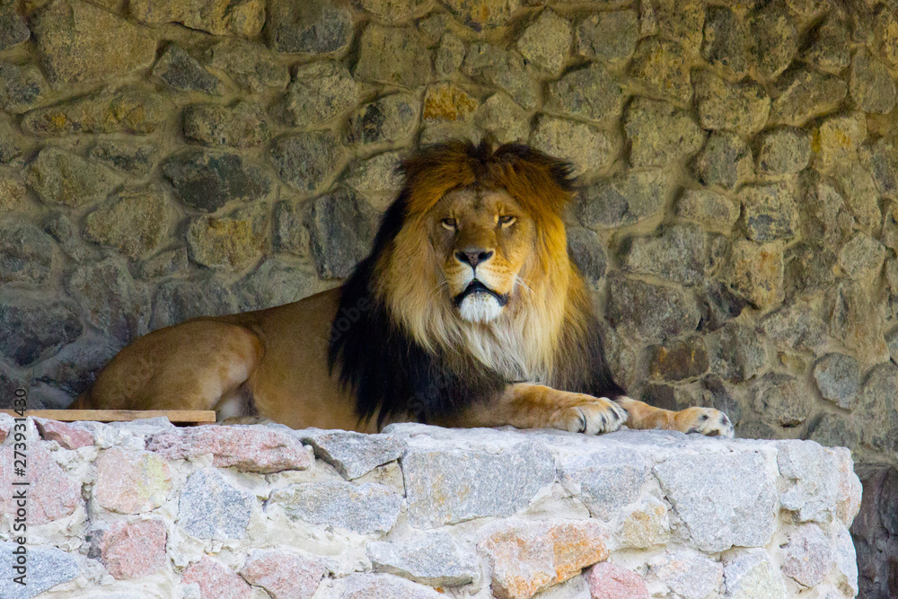 Naklejka premium Lion resting at summer day. Wild animal