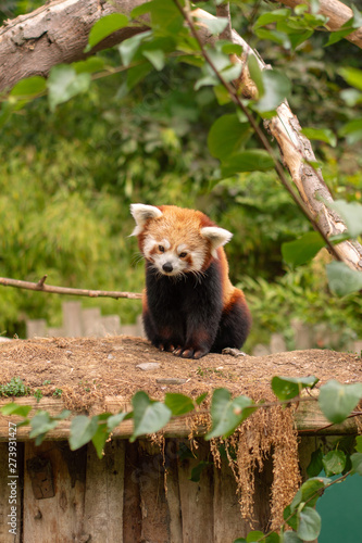 red panda