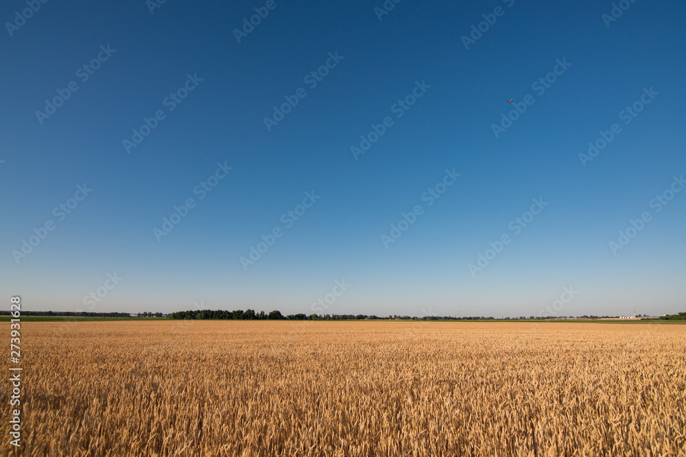 wheat field. beautiful field. spikelets of wheat. wheat harvest wheat field. beautiful field. spikelets of wheat. wheat harvest