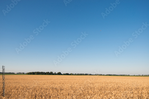wheat field. beautiful field. spikelets of wheat. wheat harvest