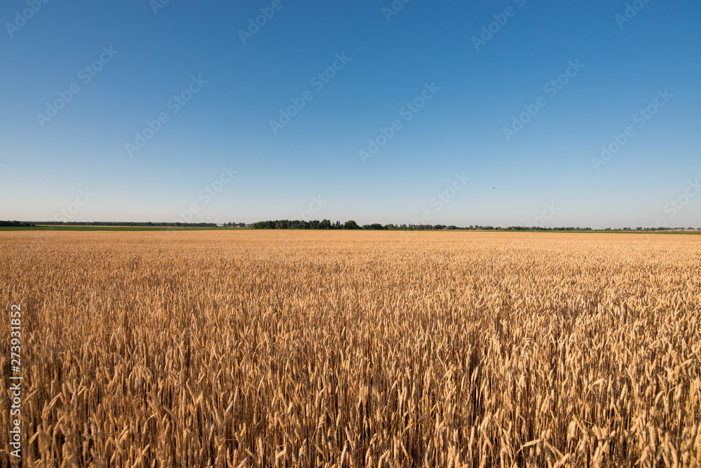 wheat field. beautiful field. spikelets of wheat. wheat harvest