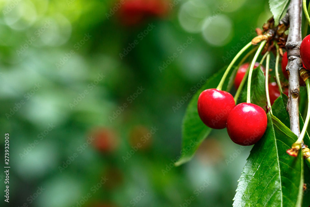 Red tasty sweet juicy Cherry on the tree in the sunny garden Red tasty sweet juicy Cherry on the tree in the sunny garden