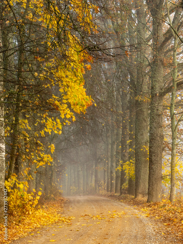 golden autumn leaves falling in the forest