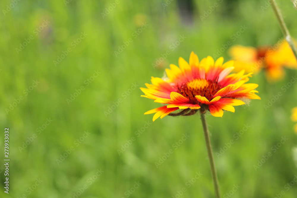 bright red-yellow gaillardia flower on a background of green grass bright red-yellow gaillardia flower on a background of green grass