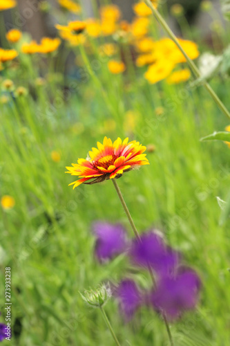 bright red-yellow gaillardia flower on a background of green grass
