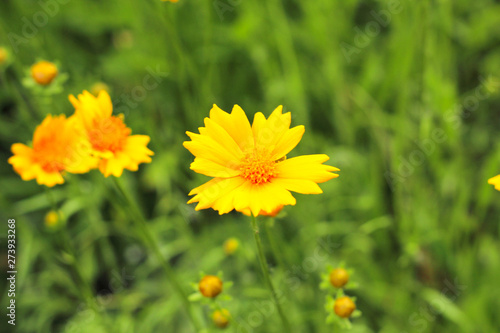 yellow daisies on a green field