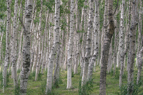                Birch forest   