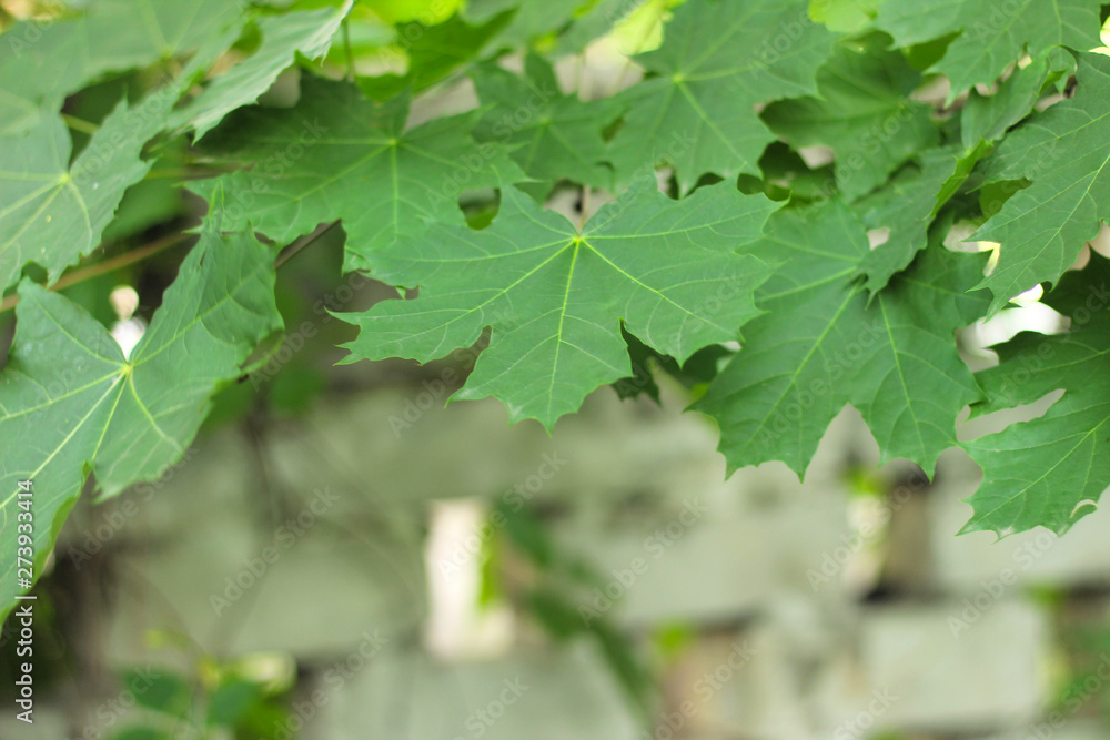 green maple leaves on the background of a brick fence green maple leaves on the background of a brick fence