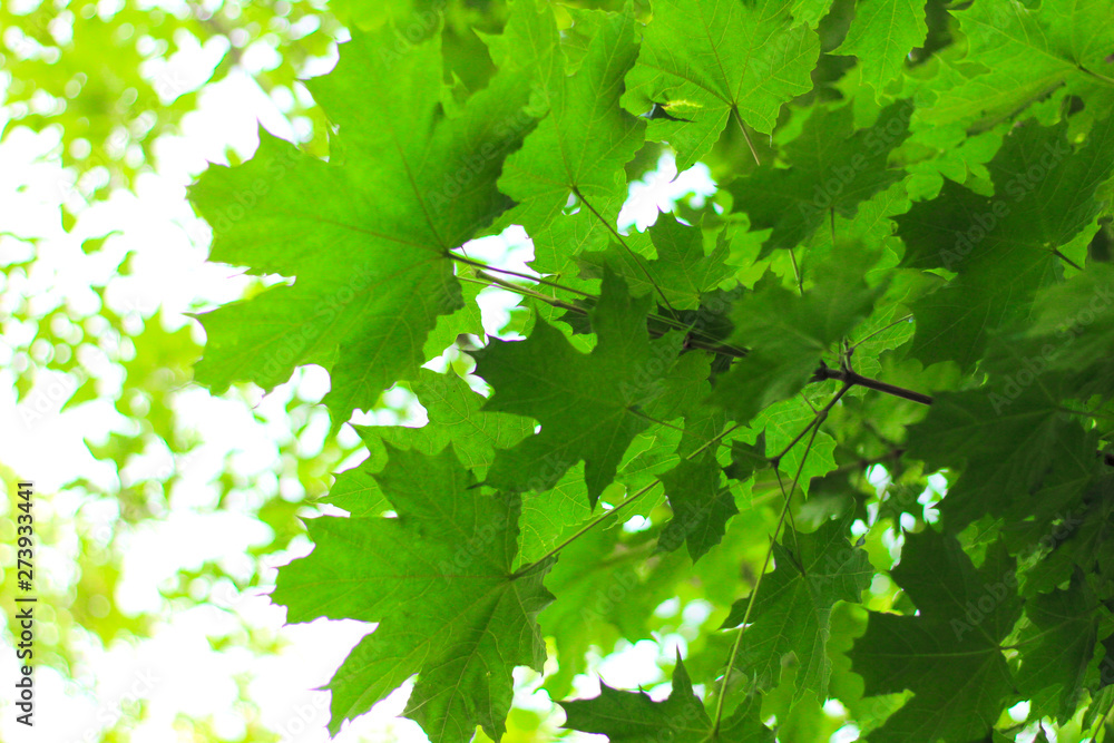 bright green maple leaves against the sky bright green maple leaves against the sky