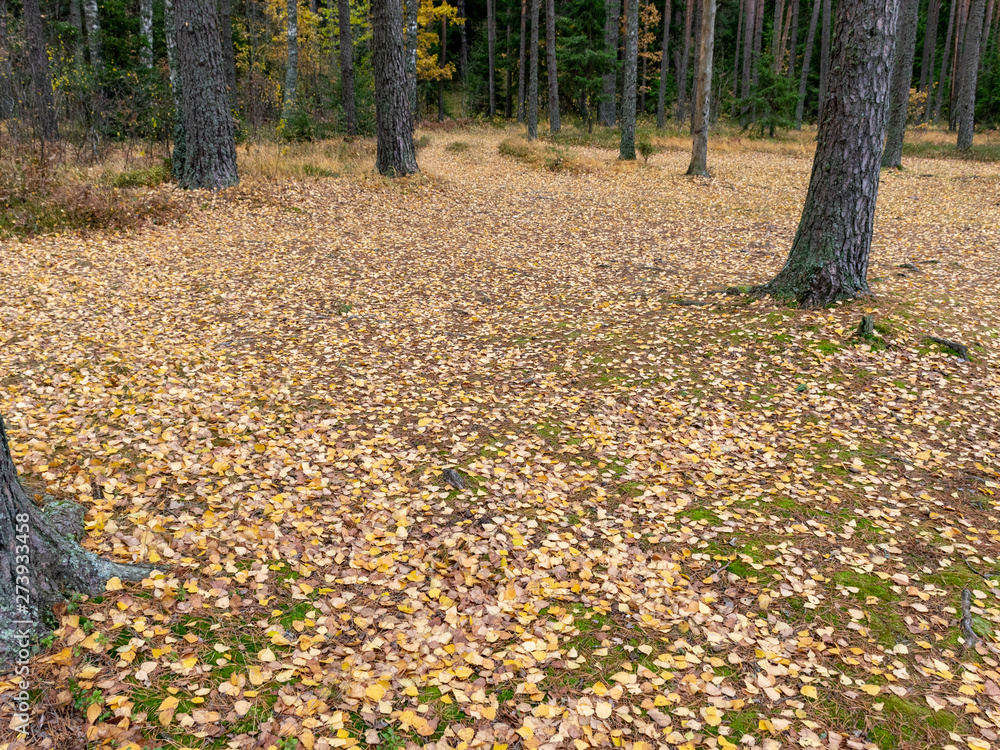golden autumn leaves falling in the forest golden autumn leaves falling in the forest