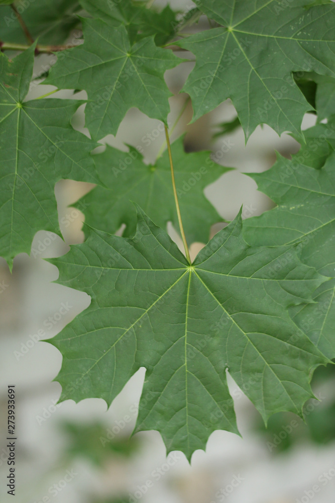 Fototapeta premium green maple leaves on the background of a brick fence