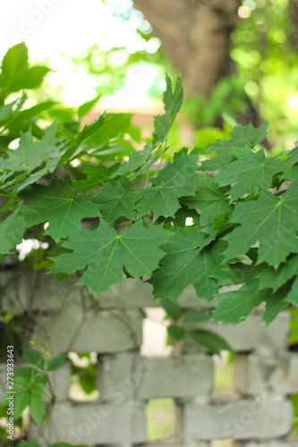 green maple leaves on the background of a brick fence