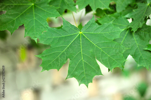 green maple leaves on the background of a brick fence