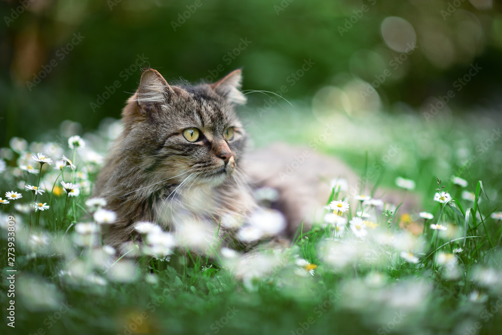 Cat enjoys spring in the garden. Cat outtdoor between flowers. Cat enjoys spring in the garden. Cat outtdoor between flowers.