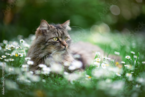 Cat enjoys spring in the garden. Cat outtdoor between flowers.