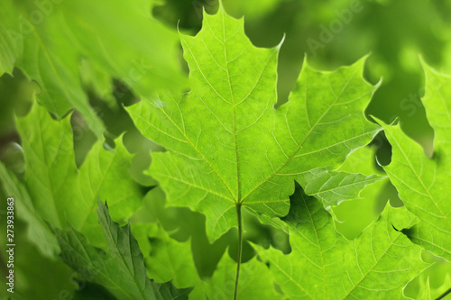 bright green maple leaves against the sky