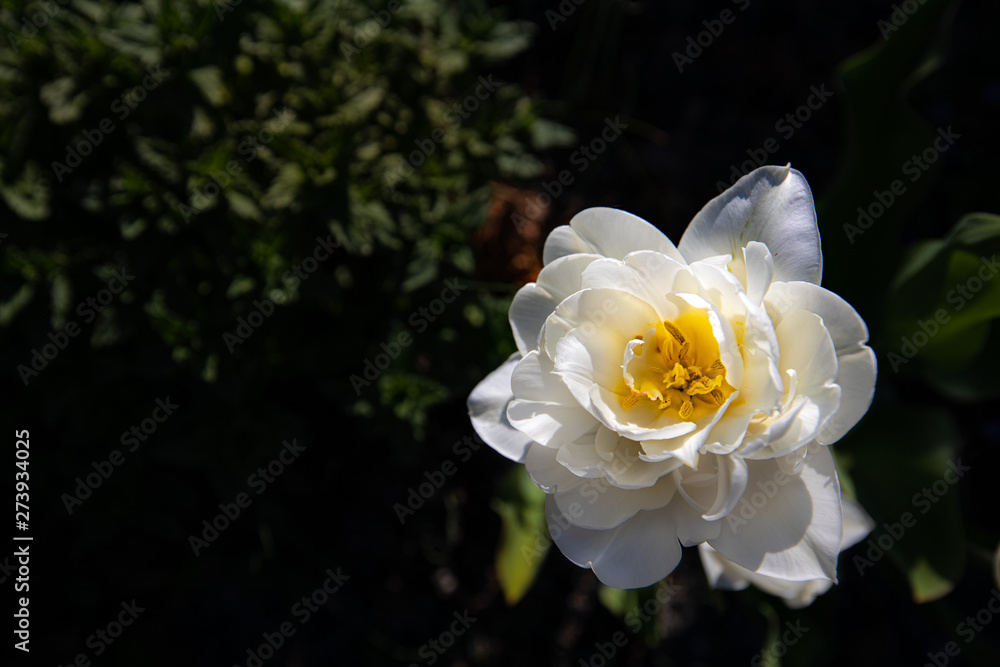 tulips on blue sky background