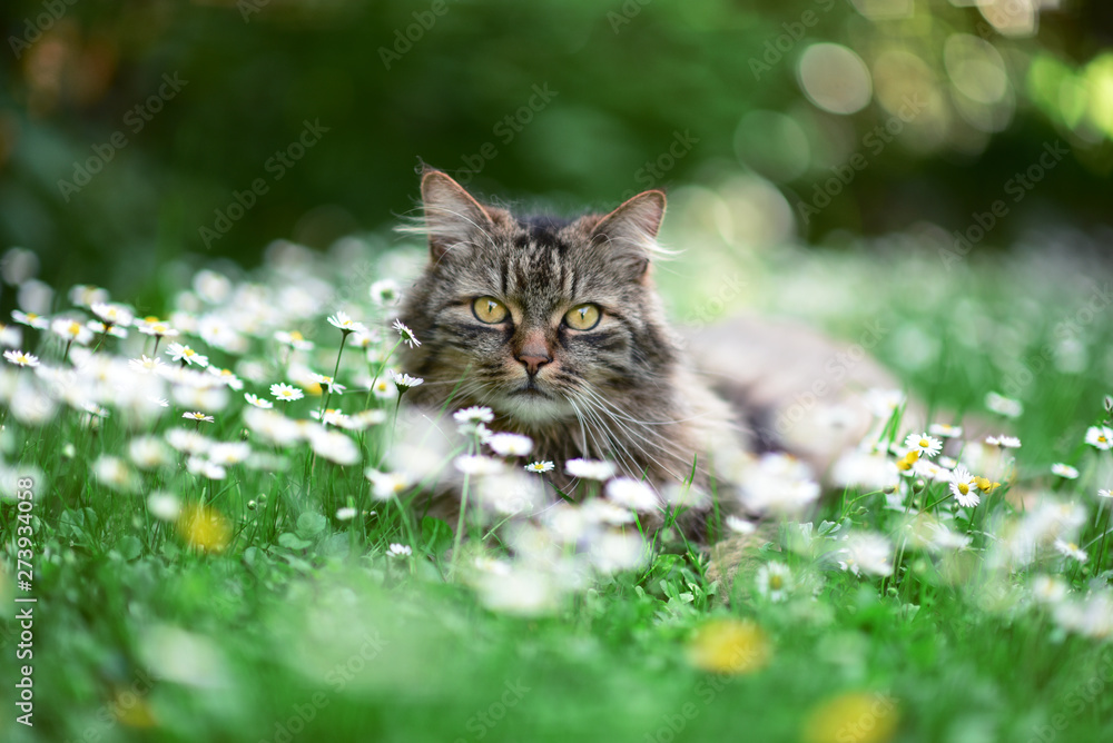 Cat enjoys spring in the garden. Cat outtdoor between flowers.
