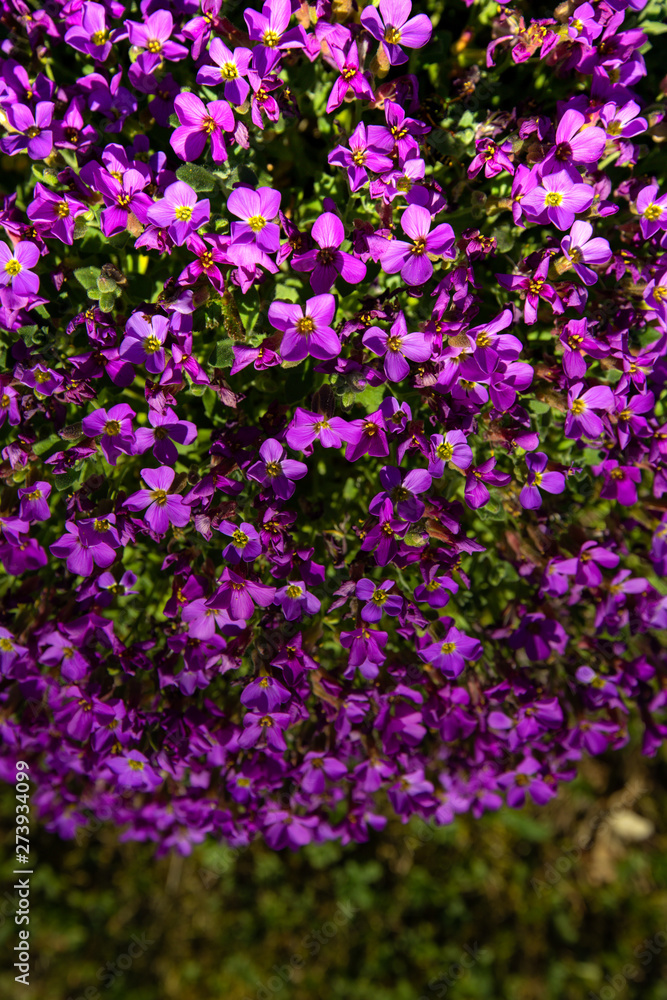 Fototapeta premium purple flowers in the garden