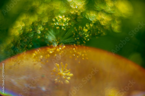 inflorescences of dill with drops of dew. Growing seasoning on farm plantation. Yellow umbrella of flowering dill in garden. Medicinal and spicy herbs. Effect of glowing lenses. Soft focus